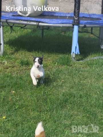 Джак ръсел териер , снимка 7 - Джак ръсел териер - 51703039