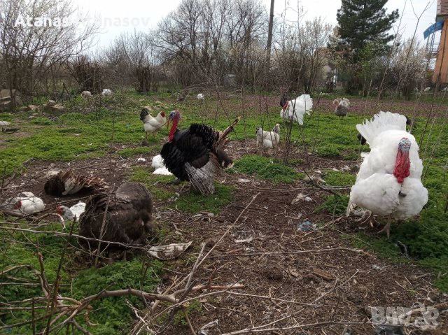 Продавам пуйки и пуешки яйца, снимка 3 - Кокошки и пуйки - 28099344