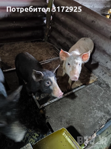 Малки прасенца 