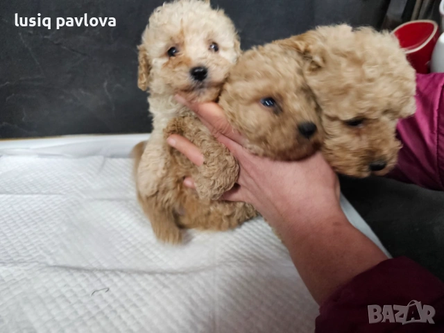 Пудел той, снимка 13 - Пудели - 53214749