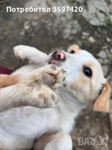 Подарявам две мъжки кученца , снимка 2 - Други - 53148045