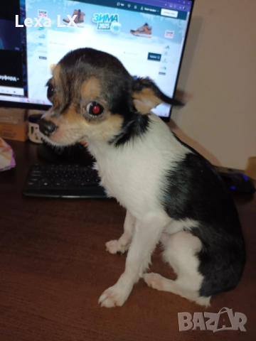 кученца кръстоста мини пинчер/чихуахуа, снимка 11 - Пинчер - 52586271