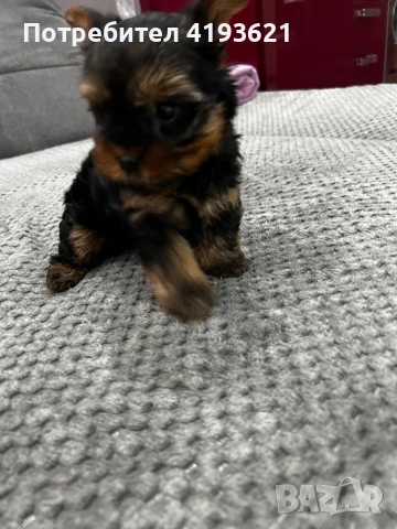 мини йоркширски териер, снимка 3 - Йоркширски териер - 53255652