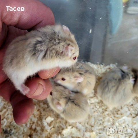 Мини хамстер