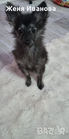 Померан Шпиц, снимка 2 - Шпиц - 53275397