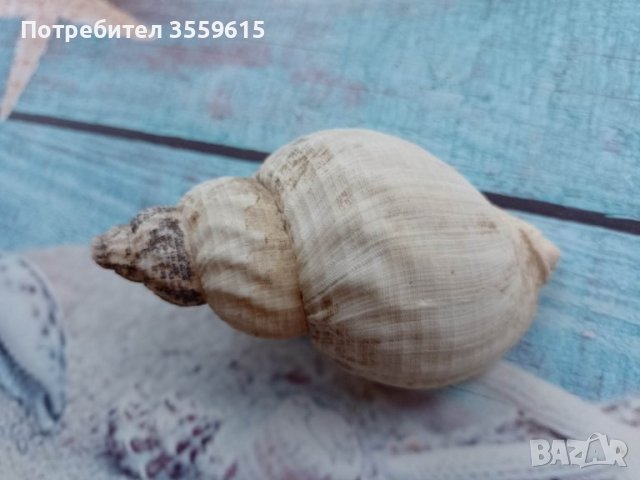 морска раковина от остров Мадейра, снимка 3 - Декорация за дома - 40873538