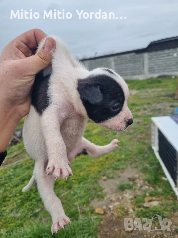 Продавам малки Американски питбула по на 30 дена, снимка 8 - Питбул - 53472374