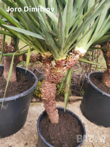 Палма юка външна студоустойчива, снимка 11 - Градински цветя и растения - 53031740