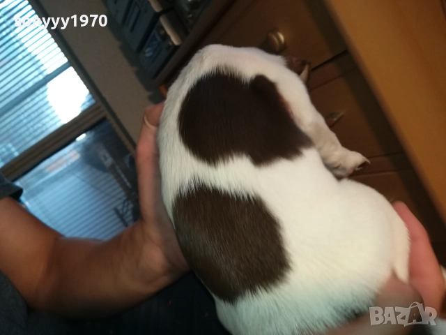 МОМИЧЕНЦЕ-ДЖАК РЪСЕЛ НА 40 ДЕНА 2809252012, снимка 11 - Джак ръсел териер - 51870591