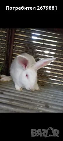 Зайци бременни и мъжки, снимка 1