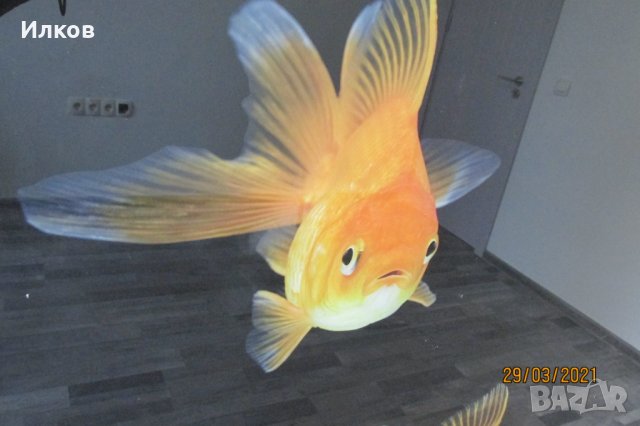 пано златни рибки принт на стъкло , снимка 2 - Пана - 32368518