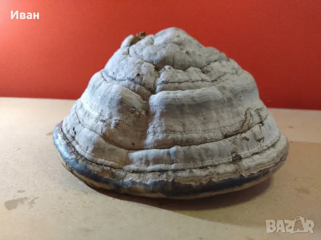 Дървесни гъби за декорация , снимка 15 - Други - 49038065