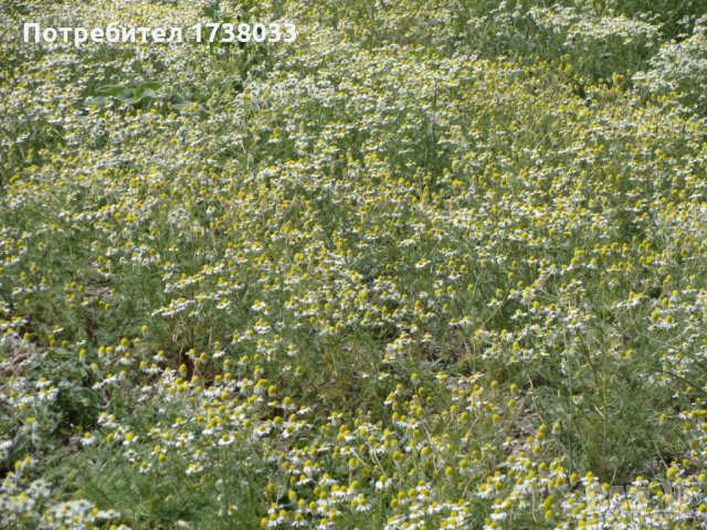 Семена Лайка сортове Лазур и Средец Matricaria chamomilla, снимка 7 - Сортови семена и луковици - 22694778
