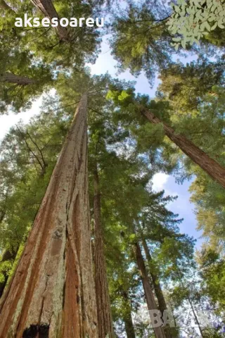 Нови качествени 15 семена от гигантска секвоя мамутово дърво sequoiadendron giganteum за декорация, снимка 9 - Сортови семена и луковици - 50220925