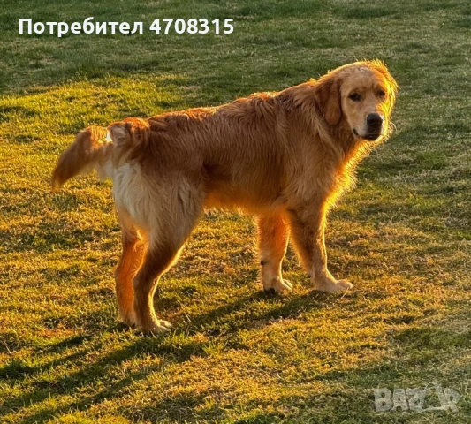 Голдън ретривър  момче родословен баща , снимка 14 - Голдън ретривър - 53604947