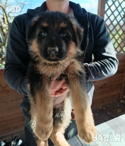 немска овчарка , снимка 5 - Немска овчарка - 52502541