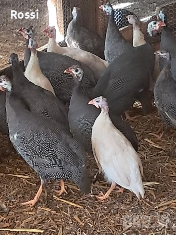 Млади ТОКАЧКИ, снимка 5 - Кокошки и пуйки - 50545726