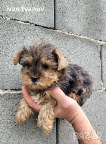 Йоркширски териер мини-мерле!!!, снимка 6 - Йоркширски териер - 53060345