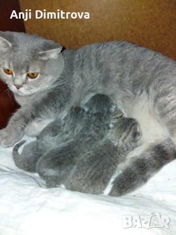 Британска късокосместа., снимка 5 - Британска късокосместа - 52314419