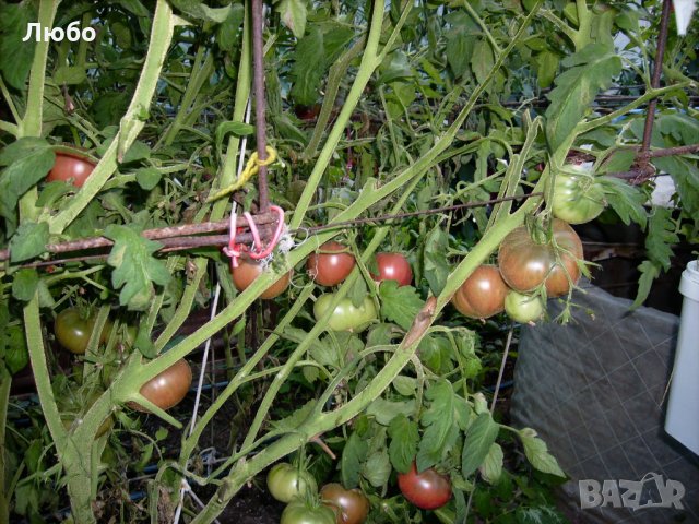 Разсад и семена от  домат  - Чероки пърпъл, снимка 4 - Сортови семена и луковици - 11527954