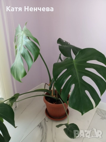 филадендрон