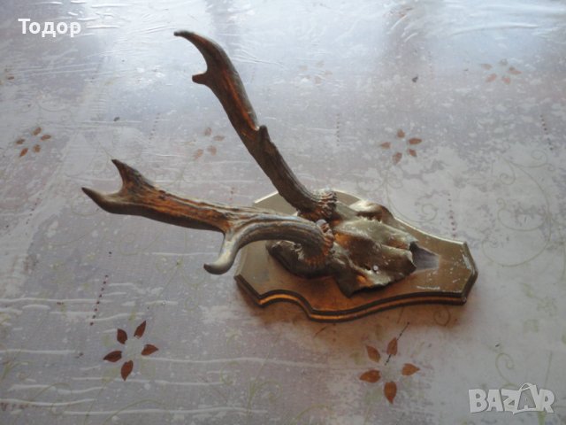 Старинен немски ловен трофей 4 , снимка 6 - Антикварни и старинни предмети - 43726778