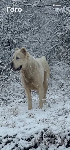 Алабай, снимка 15 - Алабай - 48536865