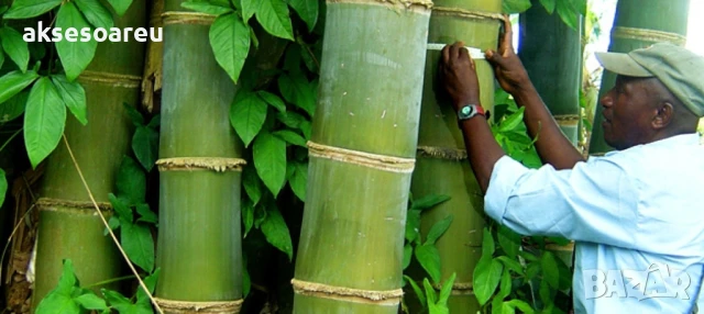 Качествени малки Семена от бамбук Bambusa arundinacea бързо растящи растения за дома бамбуков разсад, снимка 8 - Сортови семена и луковици - 50482087