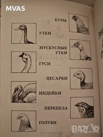Енциклопедия Домашно Птицевъдство Отглеждане на птици, снимка 3 - Специализирана литература - 49325067