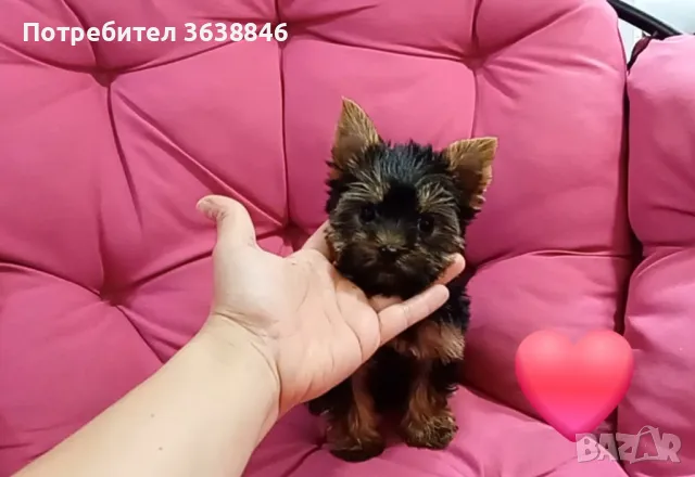 Мини йорки, снимка 6 - Йоркширски териер - 50403358