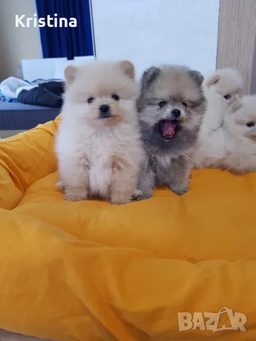 Померан померани померанчета Гр. София , снимка 6 - Померан - 49137702