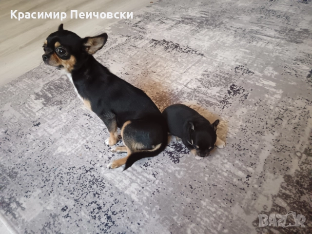 мъжко чихуахуа 