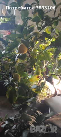 Лимонени дръвчета , снимка 5 - Градински цветя и растения - 52597022