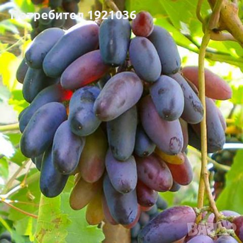 Бутикови сортове грозде, снимка 5 - Разсади - 35306623