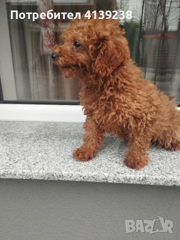 Той пудел , снимка 3 - Пудели - 53151627