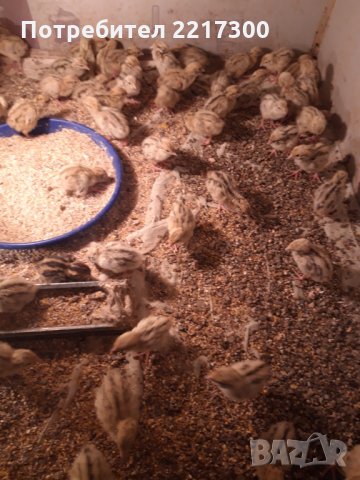 Продавам пъдпъдъци , снимка 10 - Кокошки и пуйки - 32479209