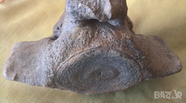Фосил, прешлен от праисторически кит, снимка 6 - Други ценни предмети - 43285802