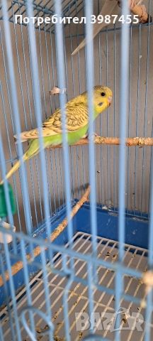 Продавам млади вълнисти папагали. Излюпени на 20.10.2025., снимка 6 - Папагали - 52593477