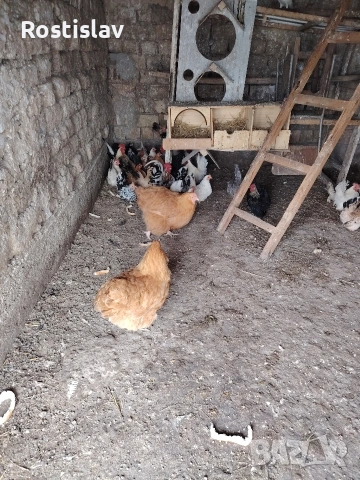 породисти кокошки , снимка 9 - Кокошки и пуйки - 53486745
