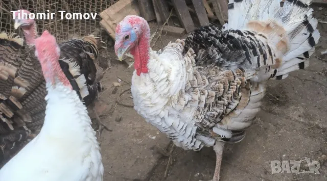 продавам домашно гледани пуйки пуяци , снимка 8 - Кокошки и пуйки - 48051978