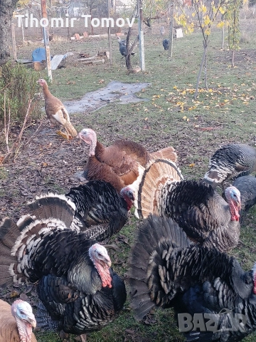 продавам пуйки пуяци , снимка 2 - Кокошки и пуйки - 52924697