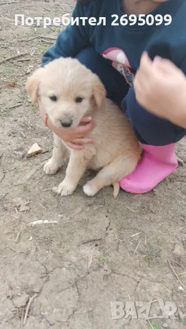 Подарявам кучета женски , снимка 1