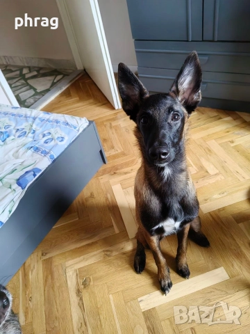 Белгийска овчарка Малиноа - женска, снимка 3 - Белгийска овчарка - 51116434