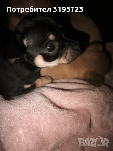 Малки пинчери бебета, снимка 5 - Пинчер - 53383853