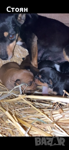 Продавам мини пинчери 