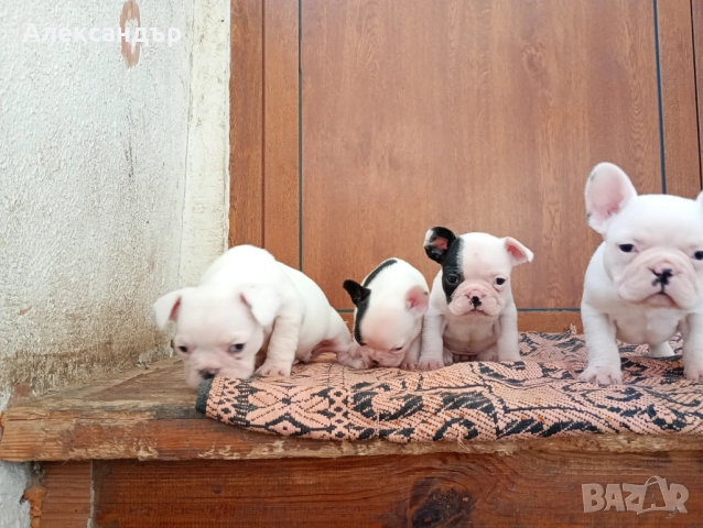 Френски булдог кученца , снимка 3 - Френски булдог - 52862844