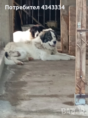 Българско овчарско куче, снимка 11 - Каракачанска овчарка - 51812904