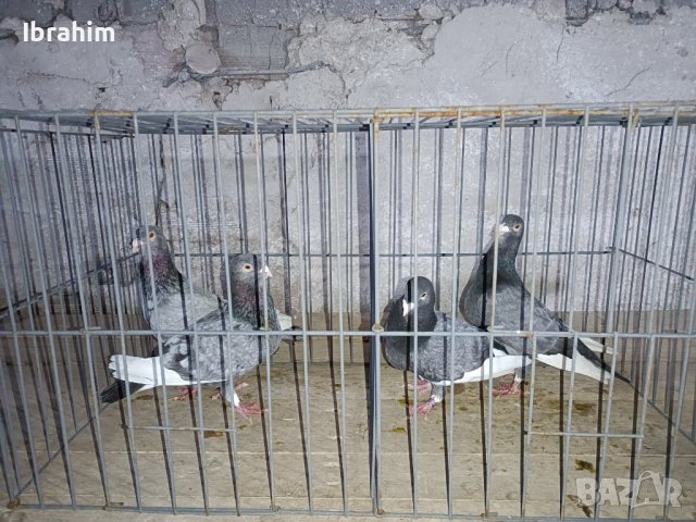 Adanski galabi, снимка 3 - Гълъби - 29846386