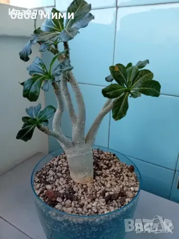 Адениум - Obesum,Arabicum,Somalense,Socotranum и DHA, снимка 3 - Стайни растения - 46112744
