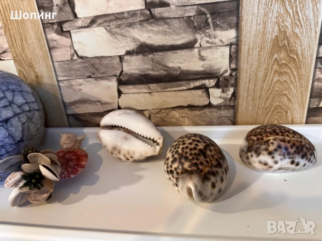 Морска раковина Тигрова Ципрея, снимка 6 - Декорация за дома - 51440651